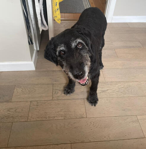 Quantum healing for animals